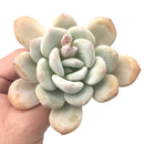Pachyveria ‘Pearl Berry’ 4" Rare Succulent Plant