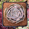 Echeveria 'Lilacina' Marble Variegated 3" Succulent Plant