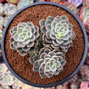Echeveria 'Tinkerbell' 4" Cluster Succulent Plant