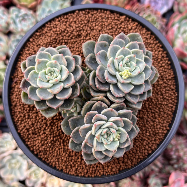 buy succulents dc Echeveria 'Tinkerbell' 4" Cluster Succulent Plant – True Succulents Plant Co