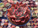 Echeveria Agavoides 'Amestro' 4" Succulent Plant