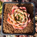 Echeveria Hybrid sp. 1"-2" Succulent Plant