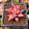 Echeveria Agavoides 'Sirus' 1" Small Succulent Plant *Seed Grown*