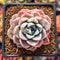 Echeveria 'Pink Spot' 2" Succulent Plant