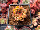 Echeveria 'Shirring' 2" Succulent Plant