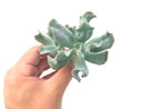 Echeveria 'Culibra' 3" Succulent Plant