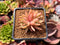 Echeveria Agavoides 'Star of Seoul' 1"-2" New Hybrid Succulent Plant