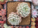 Echeveria sp. 4" Cluster Succulent Plant
