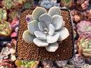 Echeveria 'Tiramisu' 2" Powdery Succulent Plant