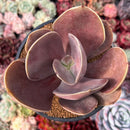 Echeveria 'Brunch Wine' (브런치와인) (Not E. 'Blush Wine') 4"-5" Large Paddle-Shaped Leaves Succulent Plant