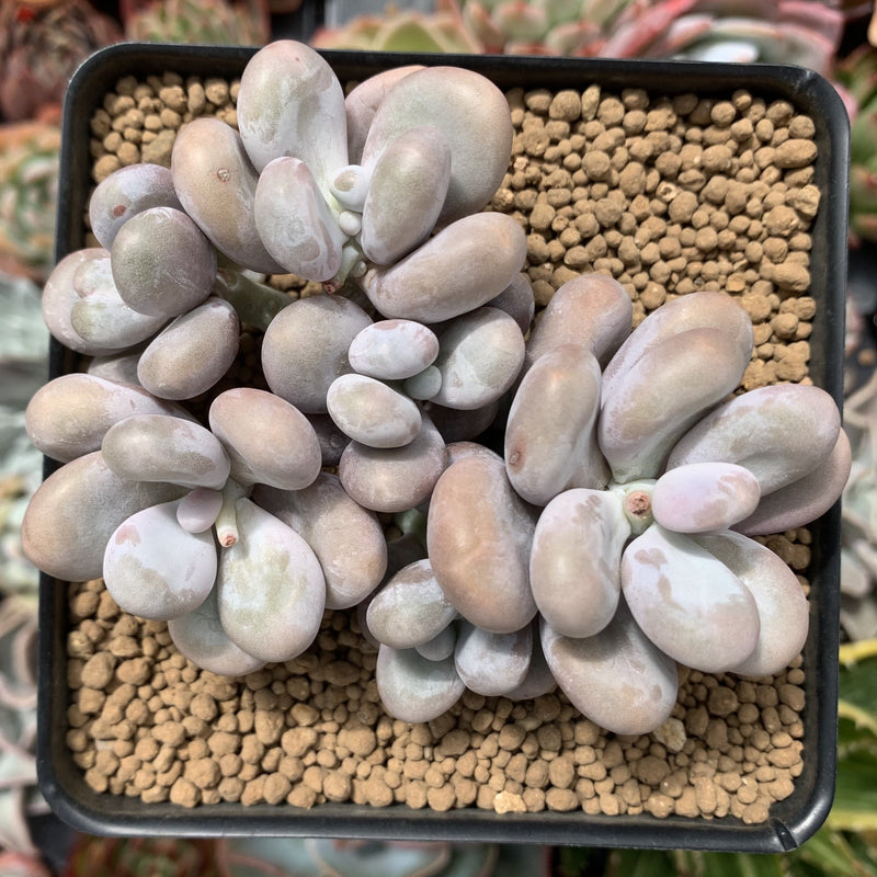 moon rock succulent Pachyphytum Oviferum 'Moon Stone' 4" Cluster Succulent Plant