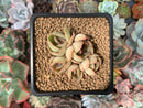 Echeveria 'Dalpina' 2" Cluster Succulent Plant