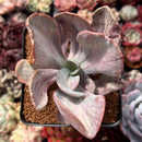 Pachyveria 'Jocelyns Joy' Variegated 3" Succulent Plant