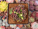 Echeveria 'Scorpio' 2" Succulent Plant