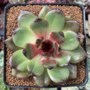 Echeveria Agavoides 'Eclipse' 2"-3" New Hybrid Succulent Plant