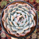 Echeveria 'Orange Monroe' 4" Powdery Succulent Plant