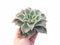 Echeveria Madiba 6” Rare Succulent Plant