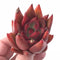 Echeveria Agavoides Mundy 3” Rare Succulent Plant