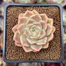 Echeveria 'Mario' Malgan Hybrid 1" New Hybrid Succulent Plant