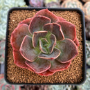 Echeveria 'Blue Metal' 2"-3" Succulent Plant