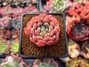Echeveria 'Briddoza' 1"-2" Succulent Plant