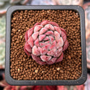 Echeveria 'Charming' 1"-2" Succulent Plant