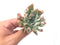 Echeveria 'Trumpet Pinky' 3" Rare Succulent Plant