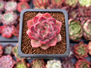 Echeveria 'Elin' New Hybrid 1" Succulent Plant