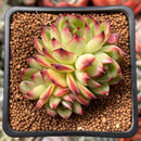Echeveria 'Moonstone' 2" Cluster Succulent Plant
