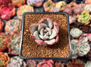 Echeveria 'White Champaign' 1" Succulent Plant