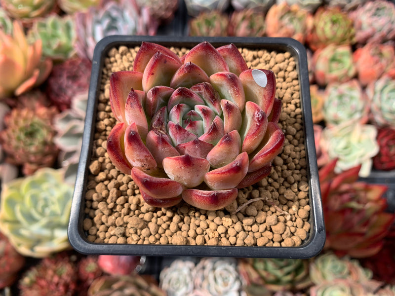 echeveria etiolated succulent Echeveria Agavoides 'Fire Pillar' 2"-3" Succulent Plant – True Succulents Plant Co