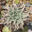 Echeveria 'Madiba' 6" Large Succulent Plant