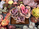 Echeveria 'Rainbow' Variegated Cluster 2" Succulent Plant