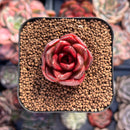 Echeveria Agavoides 'Adrian' 1" Succulent Plant