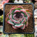 Echeveria 'Estrella' 2" Succulent Plant