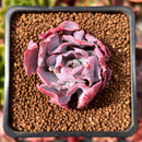 Echeveria 'Trumpet Pinky' 1"-2" Succulent Plant