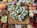 Echeveria 'Polar Bear' 3" Cluster Succulent Plant
