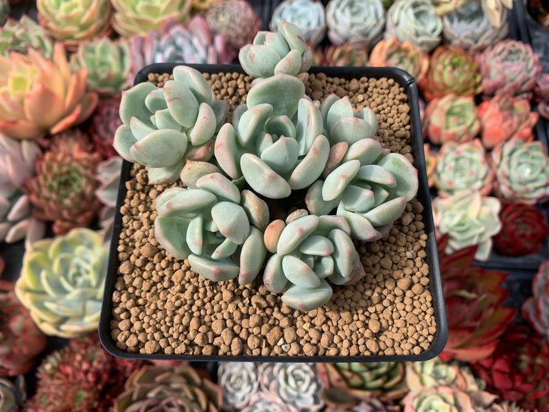 polar bear succulent Echeveria 'Polar Bear' 3