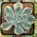 Echeveria 'Secunda' Variegated 2"-3" Succulent Plant