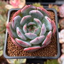 Echeveria 'Starmark' 2" Succulent Plant