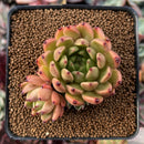 Echeveria Agavoides 'Sarabony' 2"-3" Cluster Succulent Plant