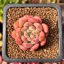 Echeveria 'Scarletta' 1" Succulent Plant