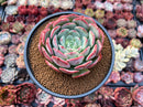Echeveria 'Hongye' 4"-5" Large Succulent Plant