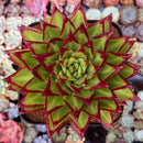 Echeveria Agavoides 'Lipstick' 6" Very Large Succulent Plant