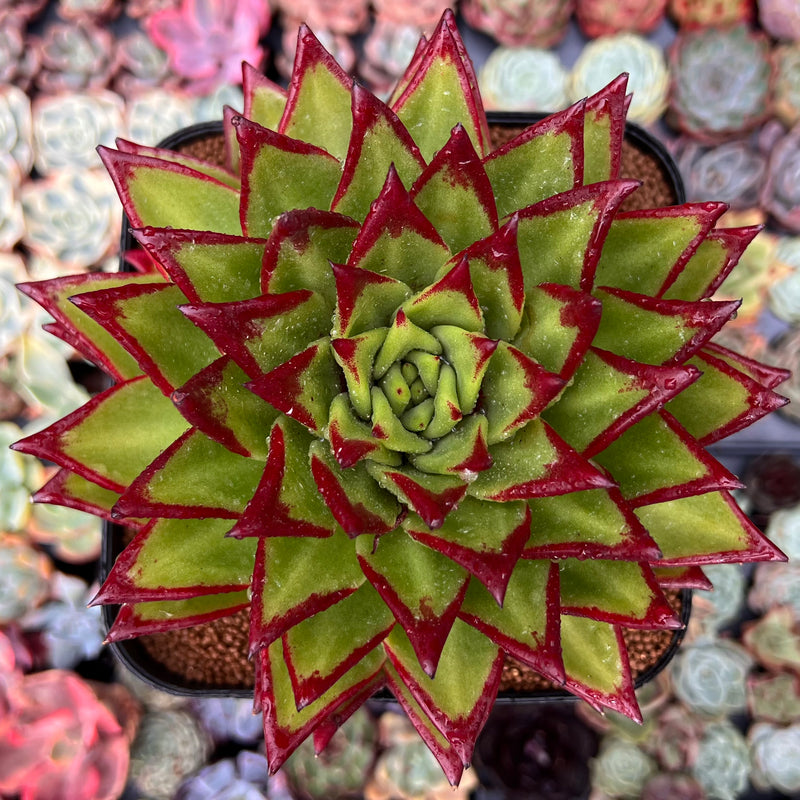 Echeveria Agavoides 'Lipstick' 6" Very Large Succulent Plant