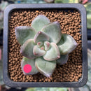 Echeveria 'Tremolo' 1" Succulent Plant