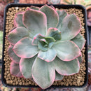 Echeveria 'Pink Harin' Variegated 3"-4" Succulent Plant