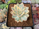 Echeveria 'Esther' Variegated 2"-3" Succulent Plant