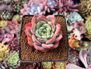 Echeveria 'Salmon' 2" Succulent Plant