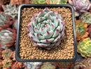 Echeveria sp. 3" Succulent Plant